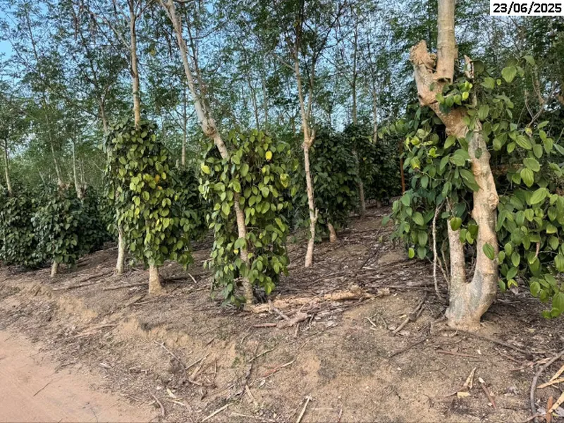 Imóvel rural em leilão