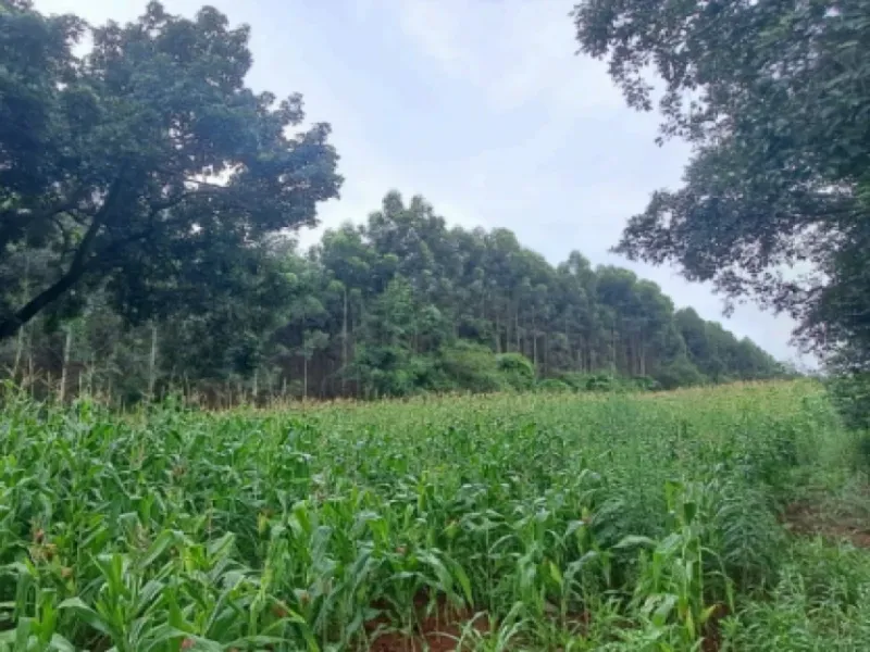 Terreno em leilão