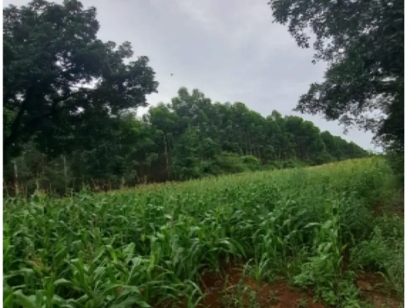 Terreno em leilão