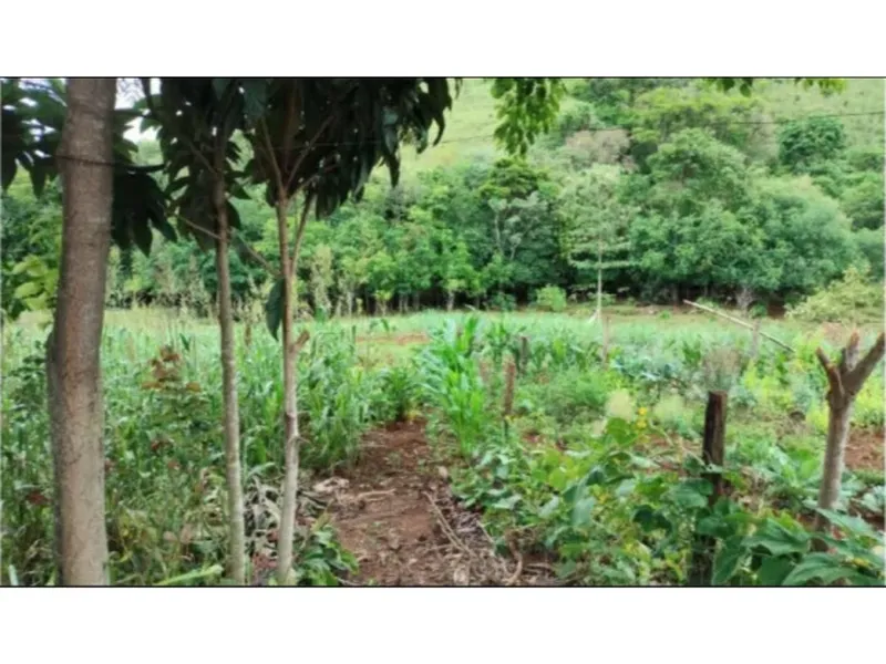 Imóvel rural em leilão